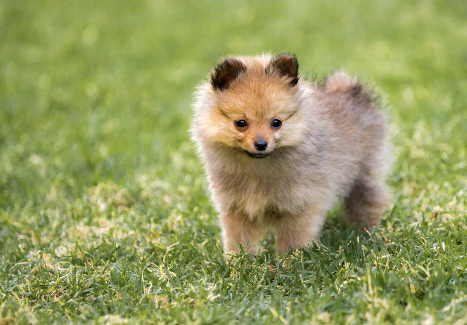 pomeranian puppies for sale in louisiana