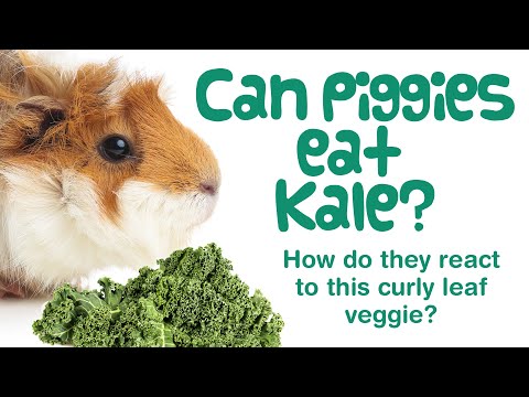 do guinea pigs eat kale