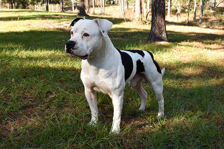 american bulldog photos