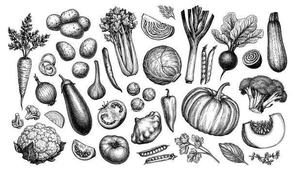 vegetable sketch images