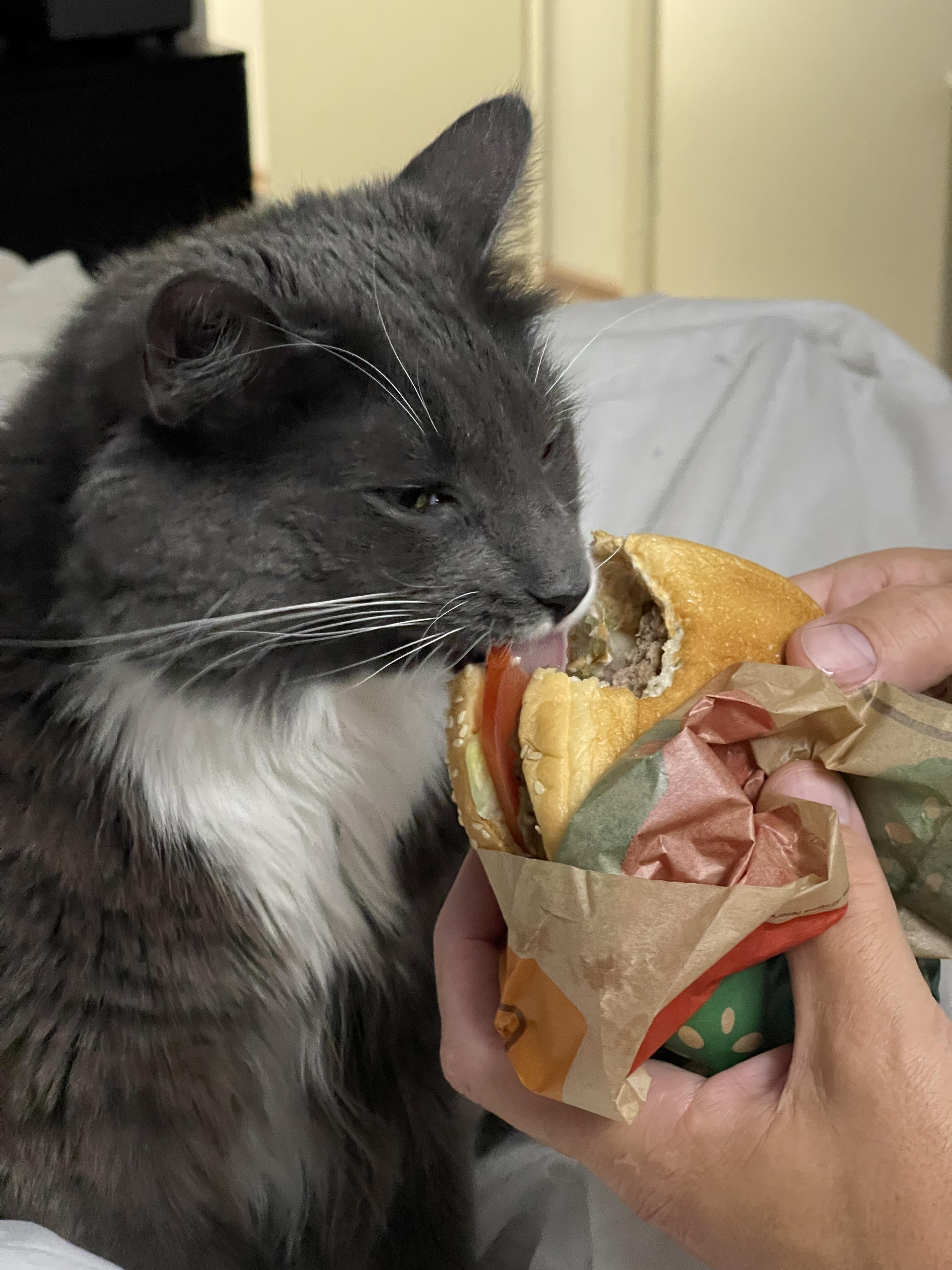 cat eating burger