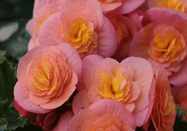 double headed begonias