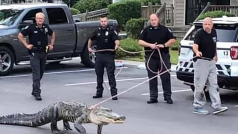 alligator escorts