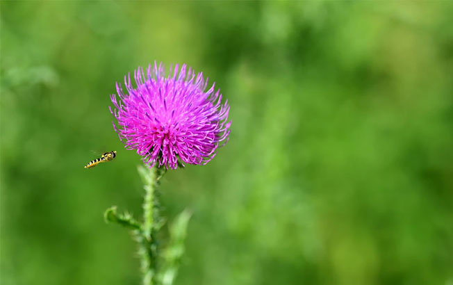 milk thistle zararları