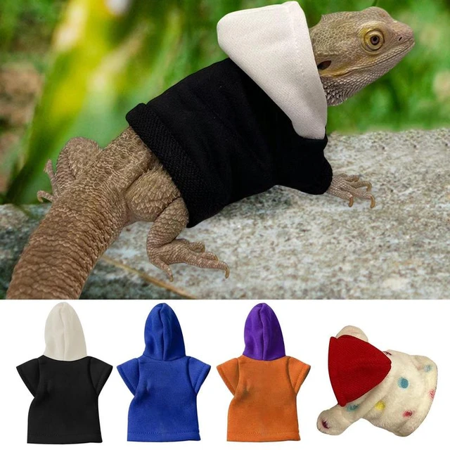 hooded dragon lizard