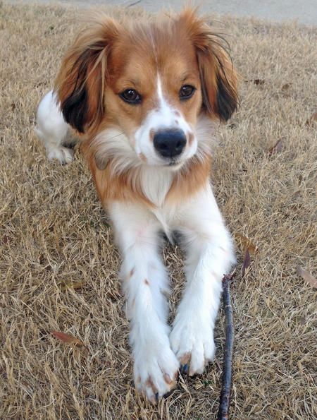 king charles spaniel mix