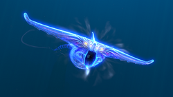 ghost leviathan subnautica