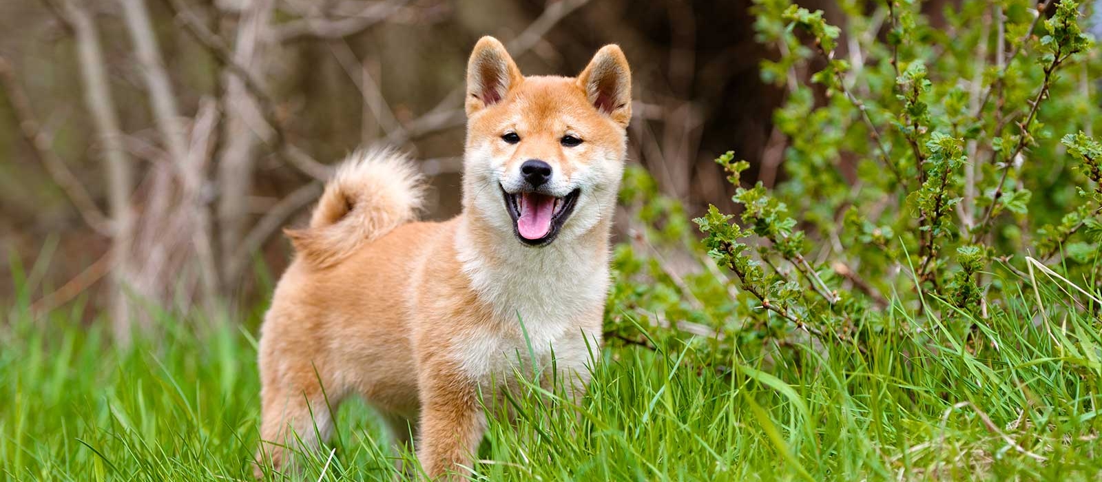 shiba inu for sale near me