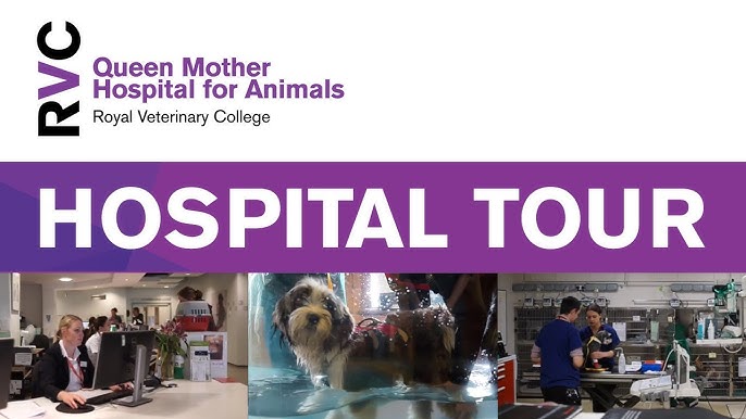 queen mother vet hospital