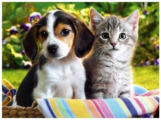 imagenes de perros y gatos adorables