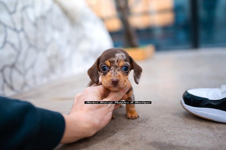 dachshund puppies seattle