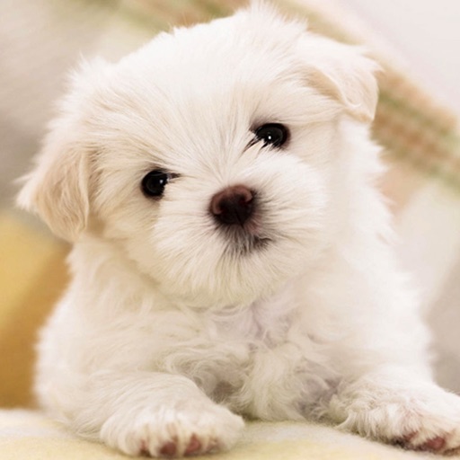 cute puppies for backgrounds