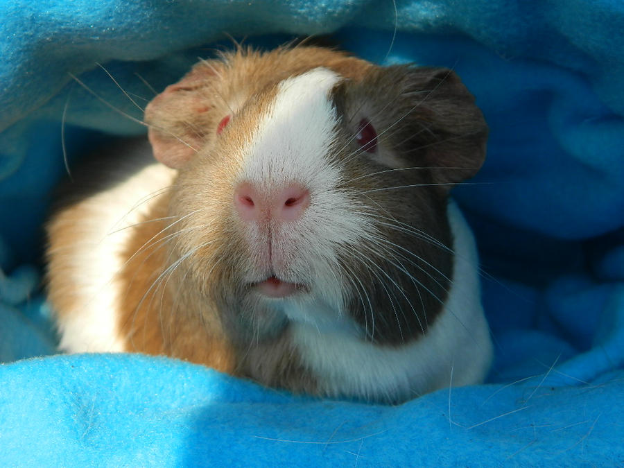 guinea pig forum