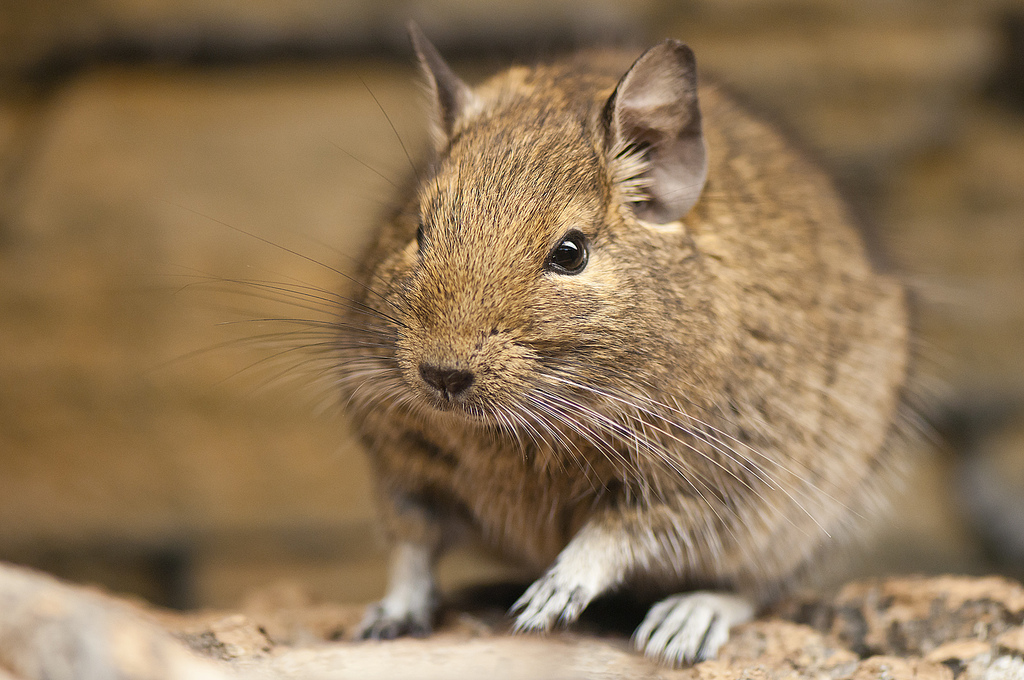 degu lifespan