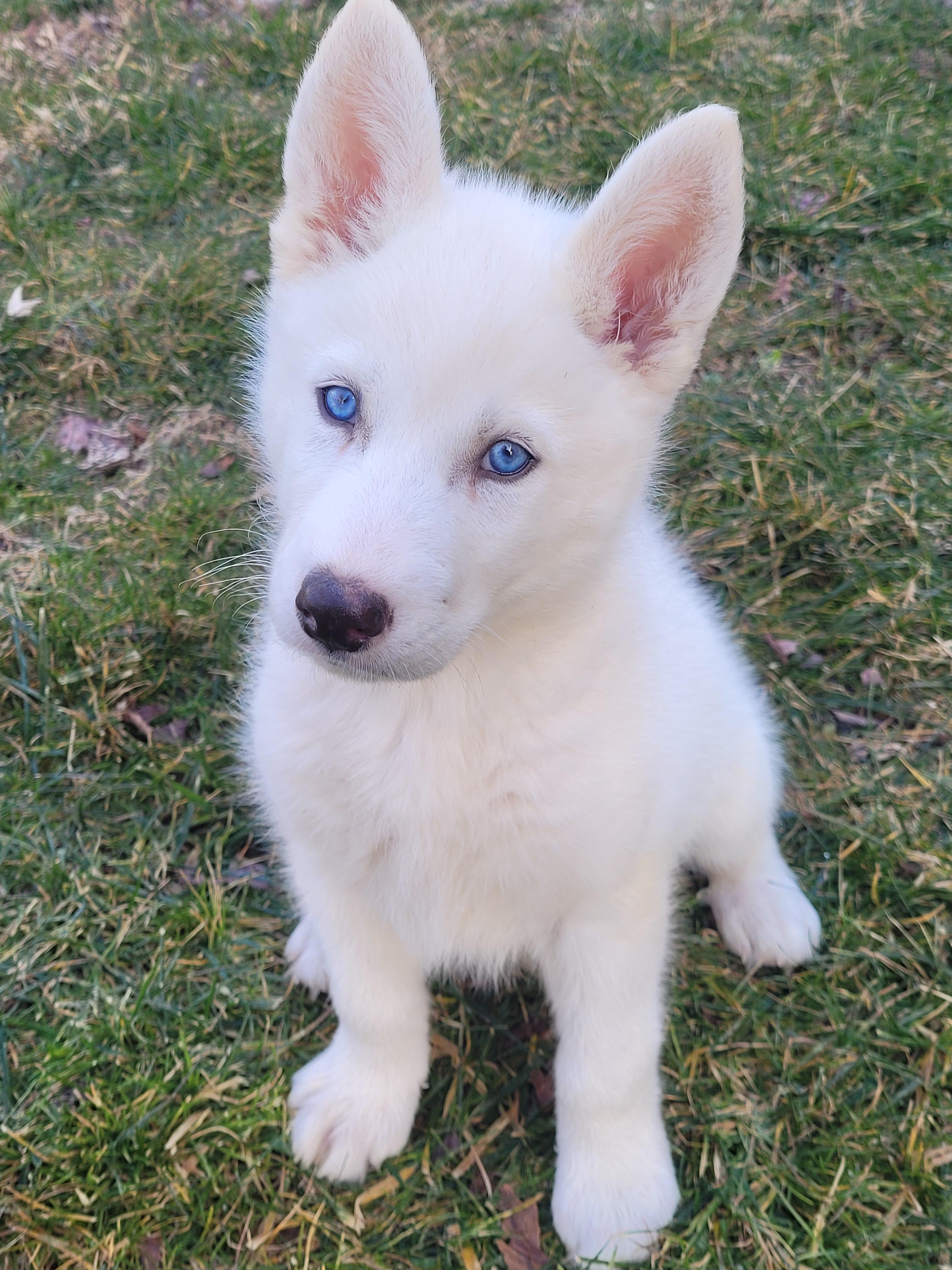 white husky with blue eyes