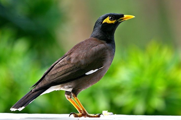 mynah images