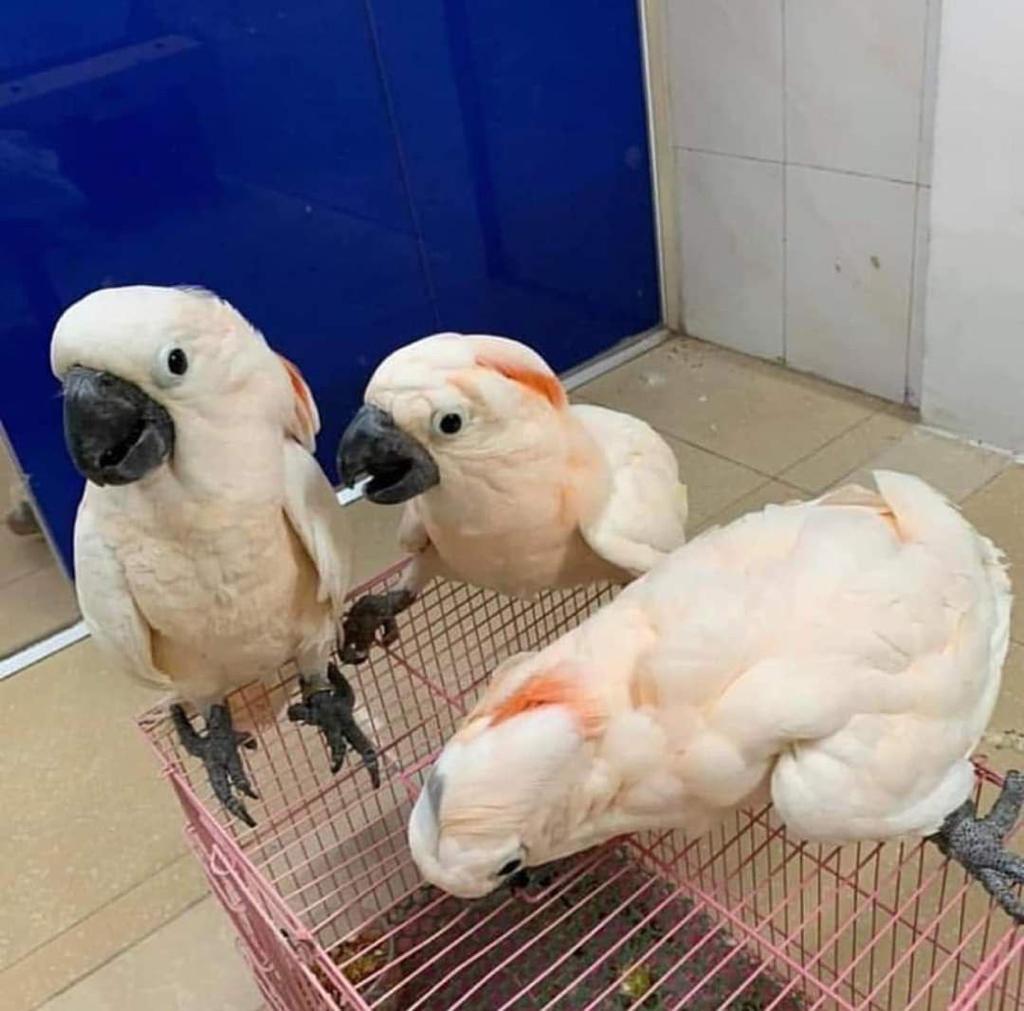 baby moluccan cockatoo for sale