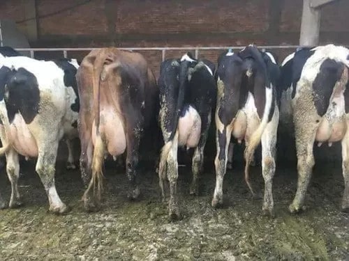 venta vacas lecheras