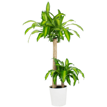 home depot plants online