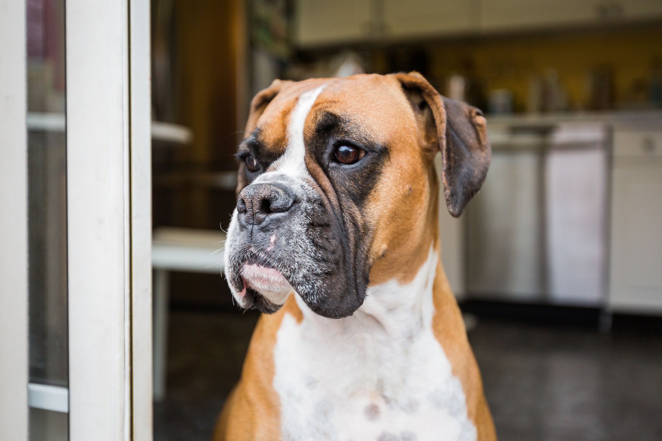 boxing dog names