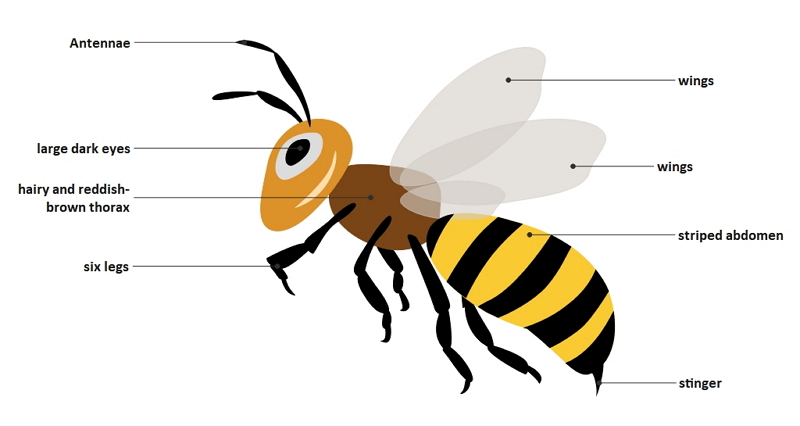 diagram of honey bee with label