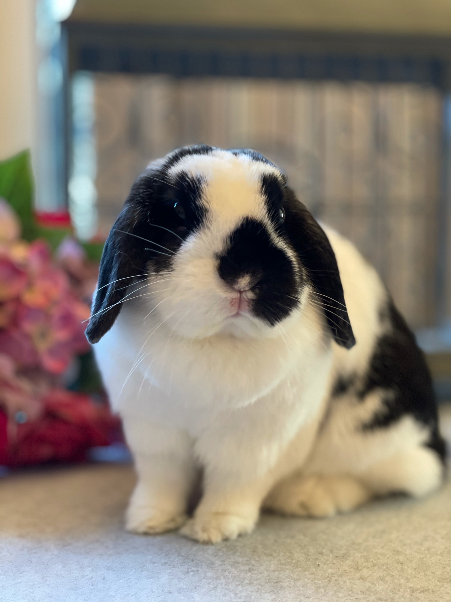 rabbits for sale in tennessee