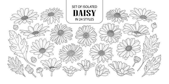 daisy outline drawing