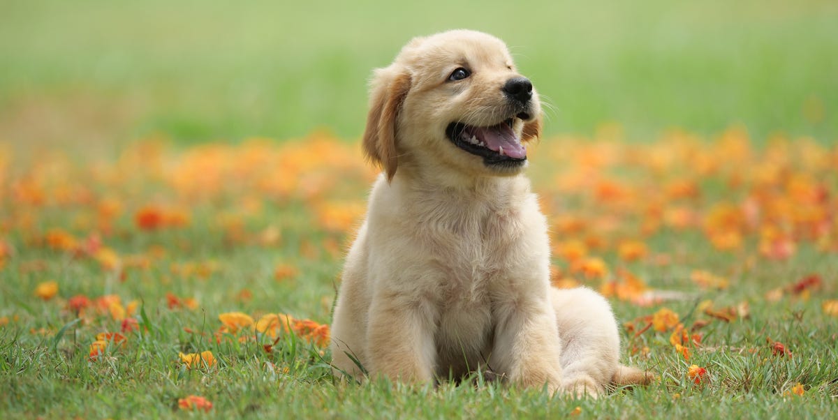 cute types of puppies