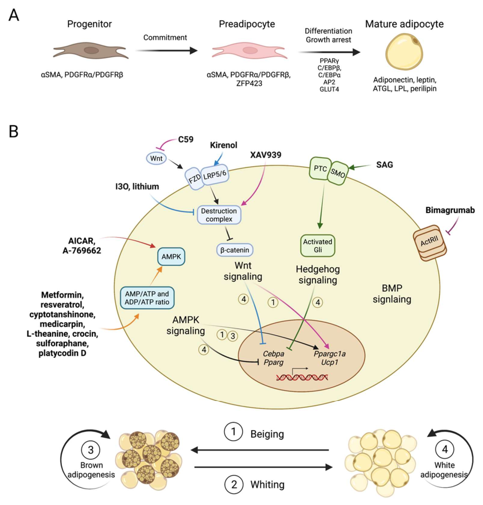 adipogenesis