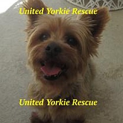 yorkie rescue the villages fl