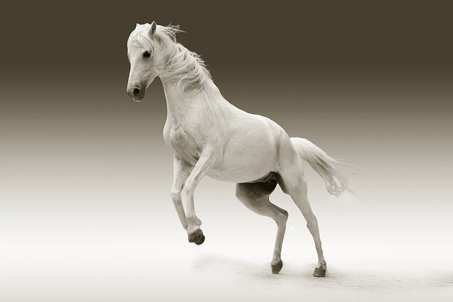 horse images free