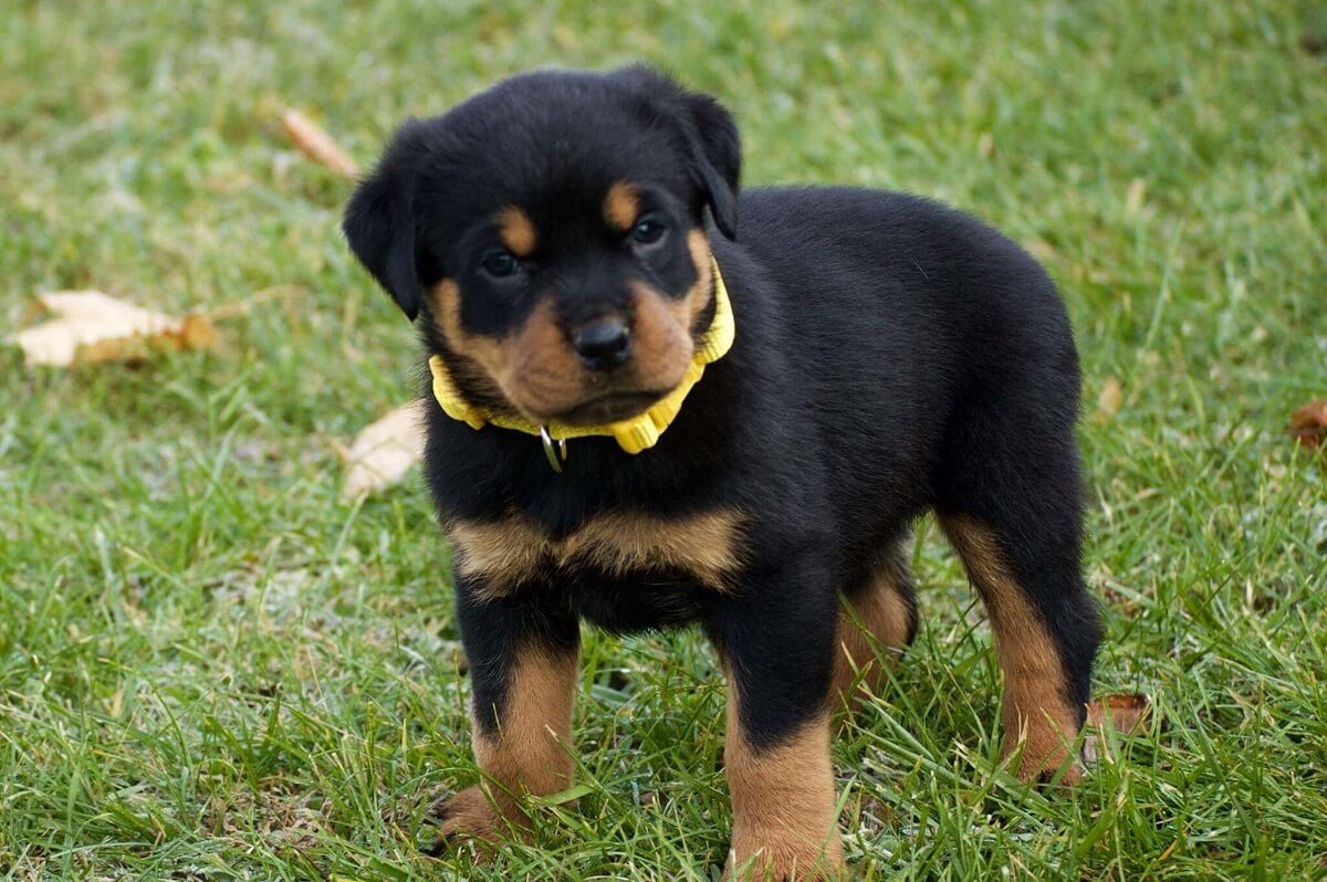 puppy rottweiler for sale