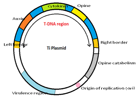 agrobacterium ti plasmid