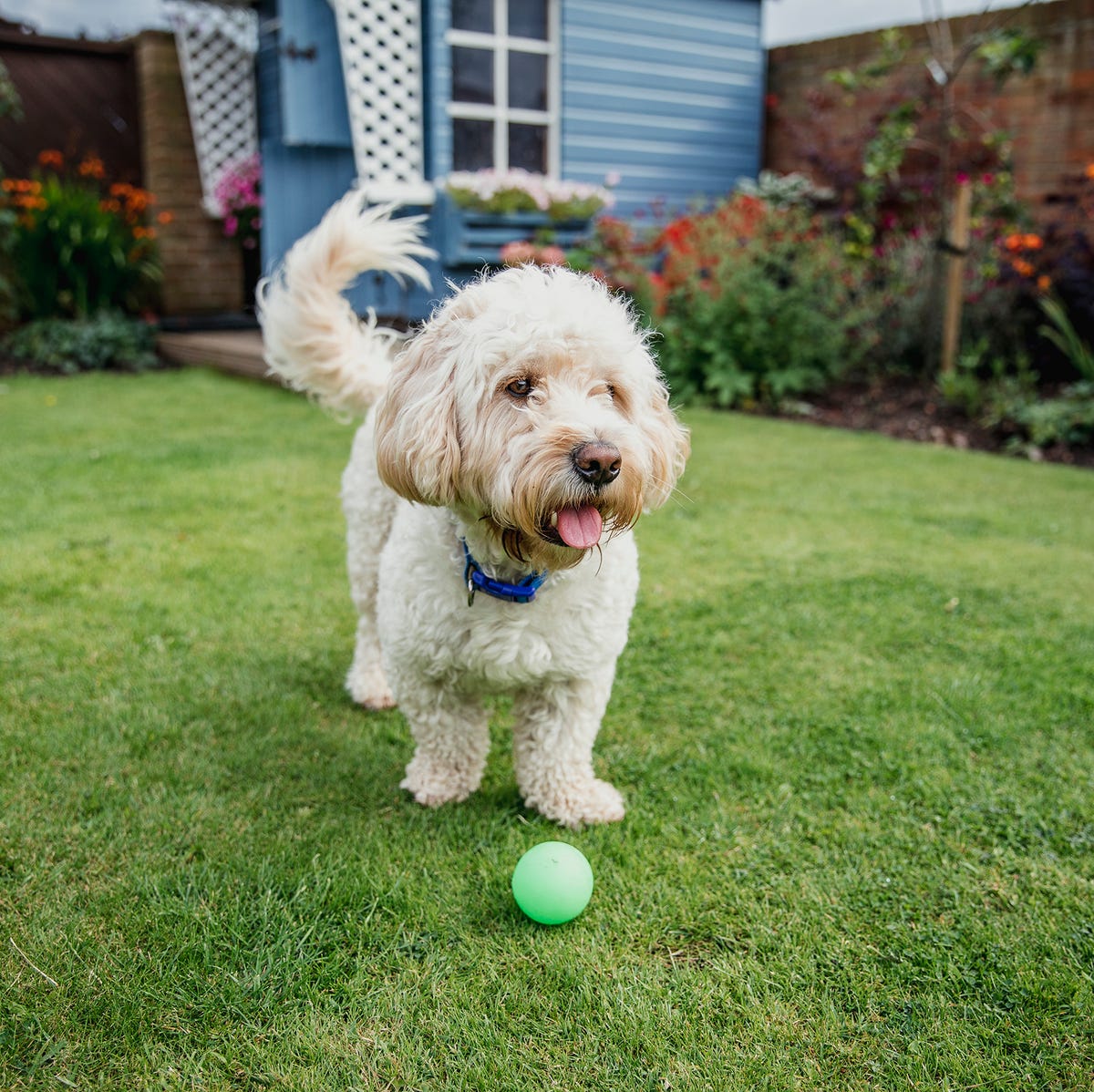 air b&b dog friendly