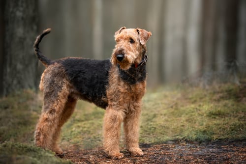 airedale terrier dog