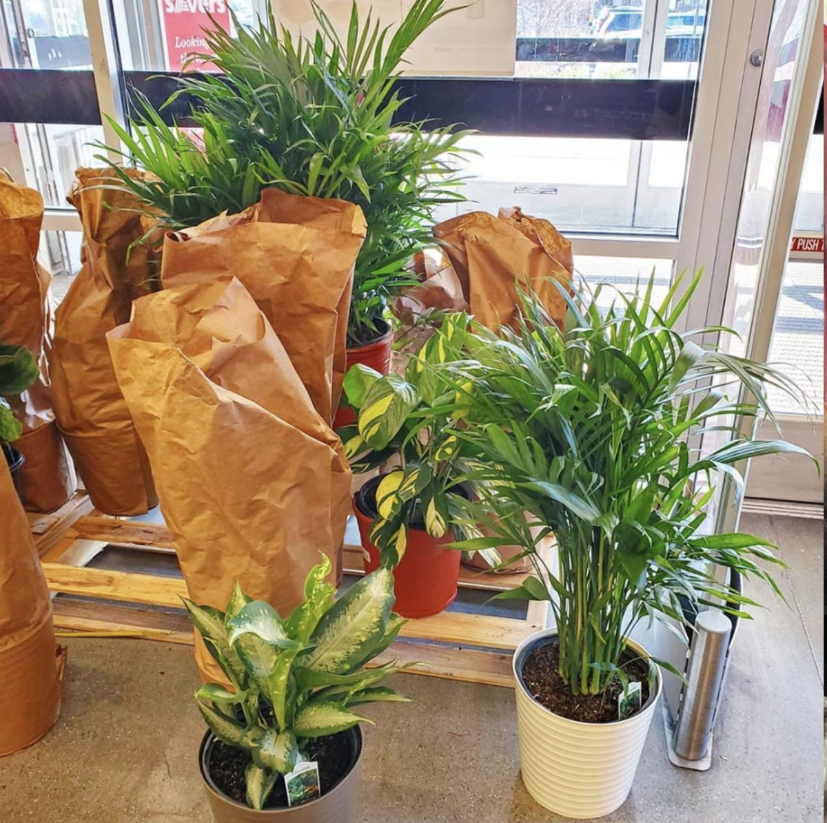 aldi houseplants