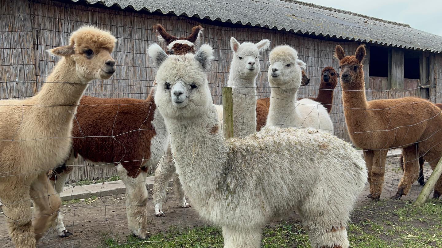 alpaca eco farm