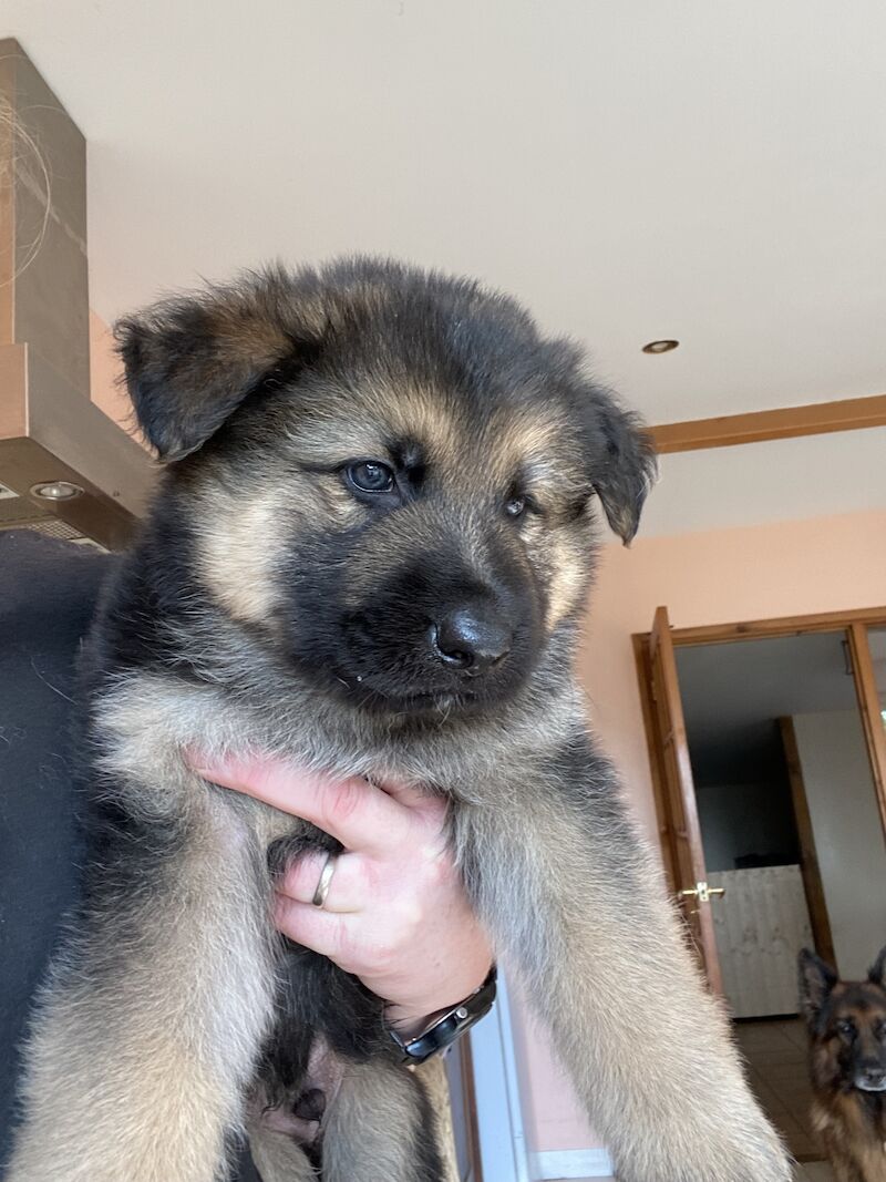 alsation puppies for sale