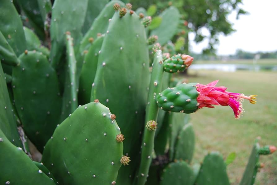 amazon nopal