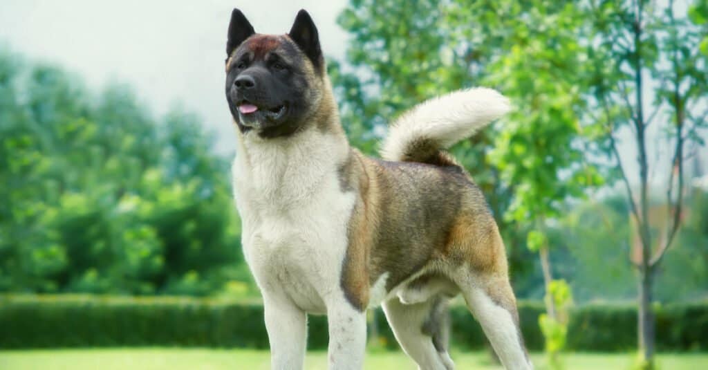 american akita life expectancy