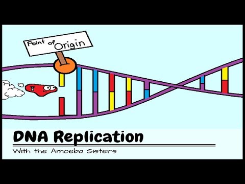 amoeba sisters dna replication