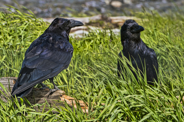 any of the crow family crossword clue