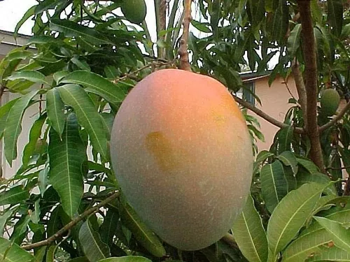 arboles frutales mercado libre