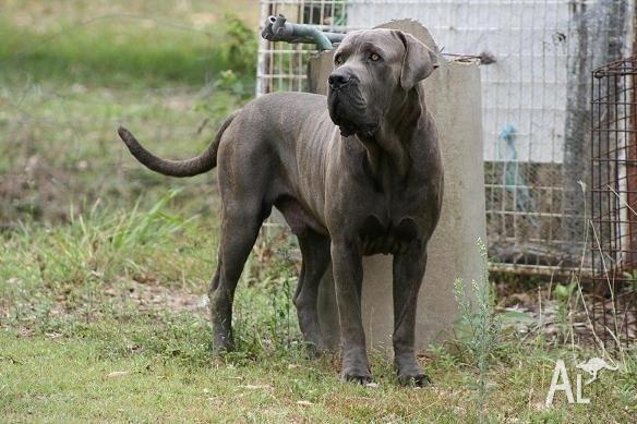 australian bandog