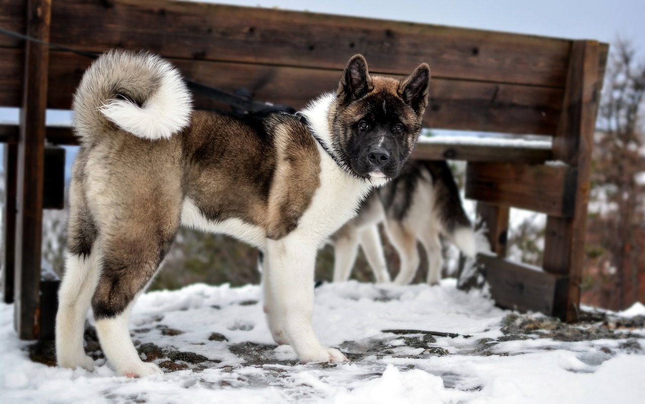 dogs with curly tails