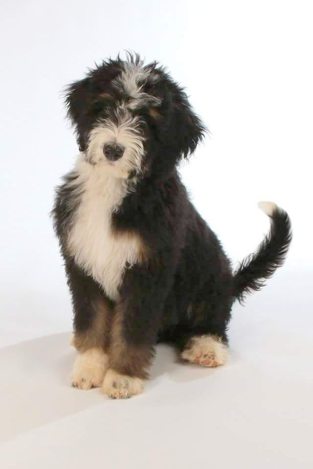 bernedoodle puppies for sale in michigan