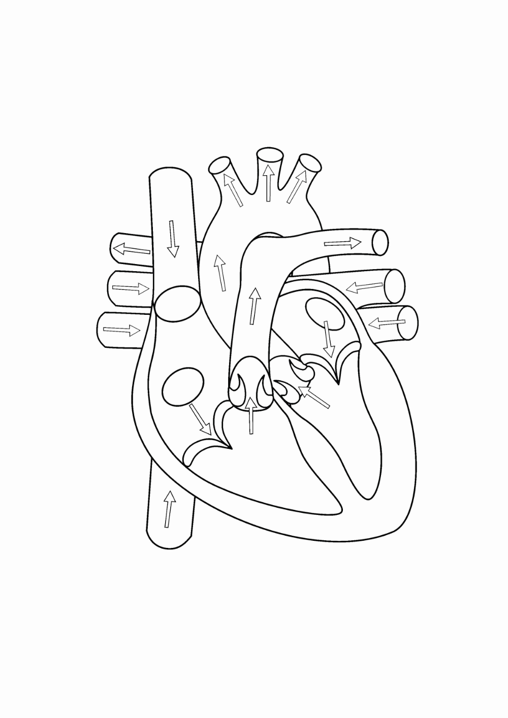 heart diagram unlabelled