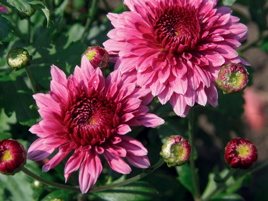 chrysanthemum flower images