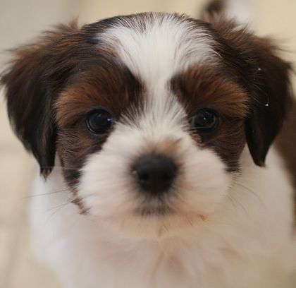 shih tzu breeders alberta