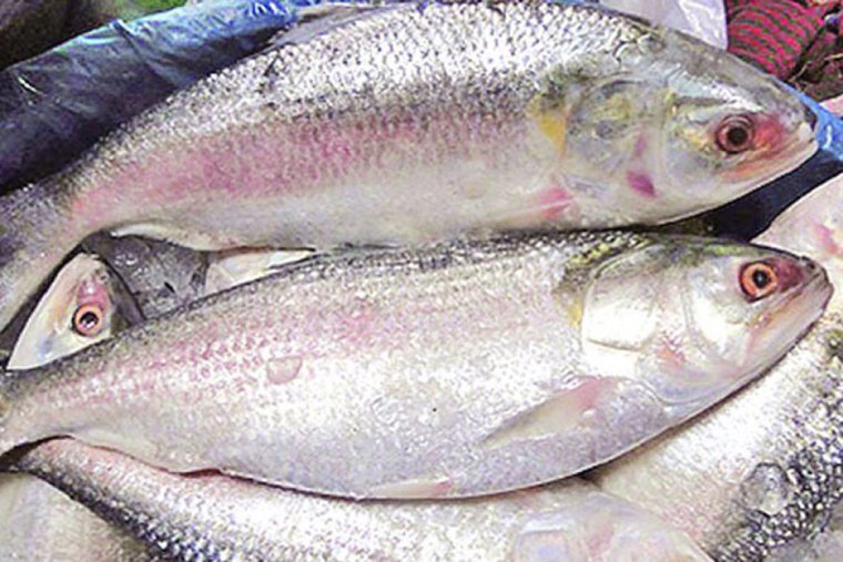 hilsa fish near me